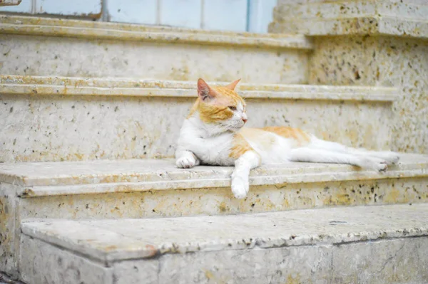 Gato Branco Com Marcas Gengibre Deitado Nas Escadas — Fotografia de Stock