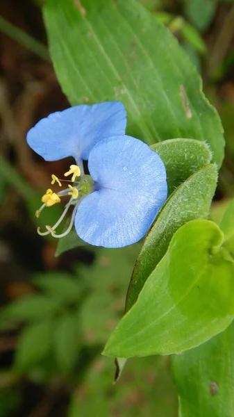 Вертикальний Знімок Блакитної Ніжної Квітки Свіжим Зеленим Листям Саду — стокове фото