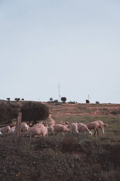 Otlakta Otlamayan Koyunların Dikey Görüntüsü — Stok fotoğraf