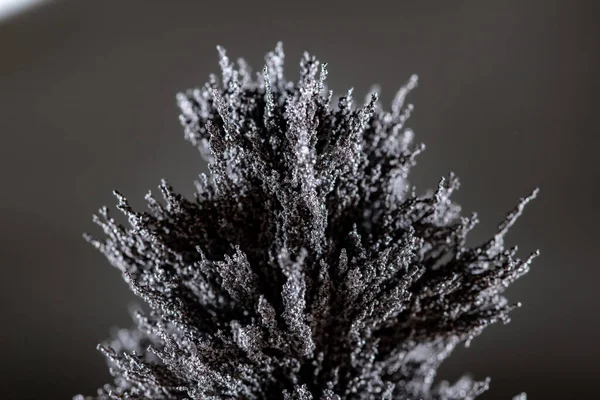 Detailní Záběr Rostliny Tmavém Pozadí — Stock fotografie