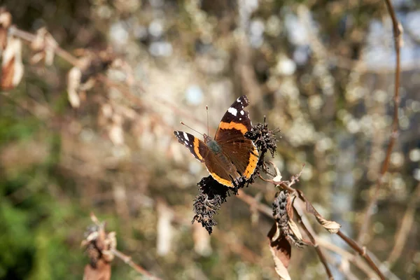 Paon Papillon Brun Orange Sur Une Plante Sèche — Photo