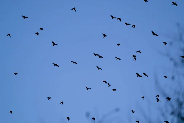 青い雲のない空の鳥の群れ — ストック写真