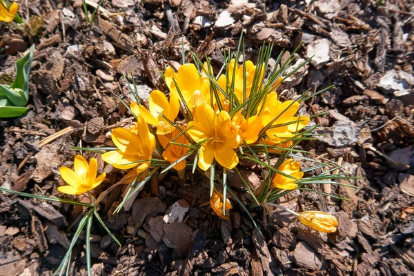 Вид Сверху Нежные Желтые Крокус Цветы Поле — стоковое фото
