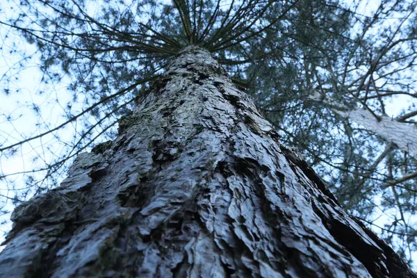 Colpo Angolo Basso Albero Enorme Con Rami Sparsi — Foto Stock