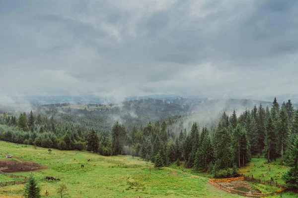 Una Vista Panorámica Bosque Abeto Con Día Brumoso Campo —  Fotos de Stock