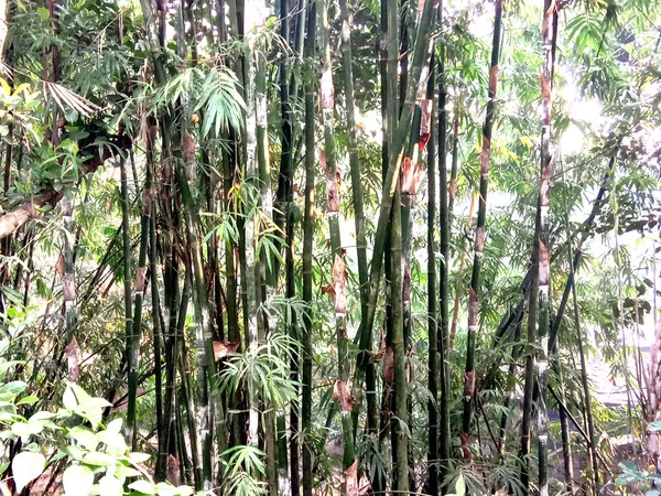 収穫と販売のための会社の生の竹の株式 農業と産業 — ストック写真