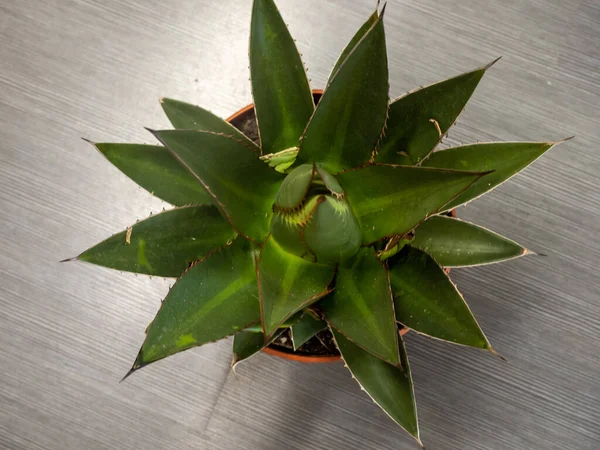 Top View Echeveria Houseplant Pot — Stock Photo, Image