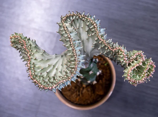 Une Vue Dessus Cactus Euphorbe Lactea — Photo