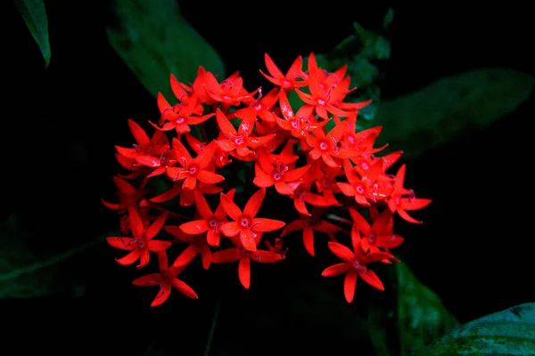 Close Flores Vermelhas Escuras Ixora Lalbagh Botanical Garden Índia — Fotografia de Stock