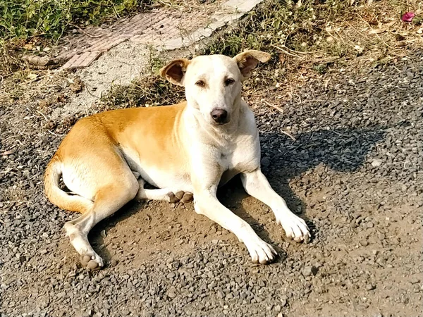太陽の光の下で地面に横たわるかわいい犬の高角度ショット — ストック写真