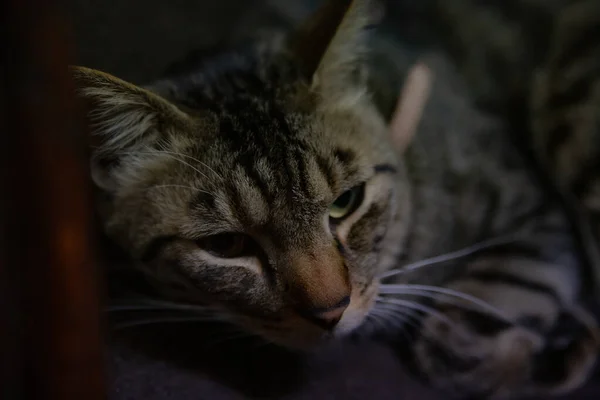 Closeup Shot Tired Grey Cat Looking Distance — Stock Photo, Image