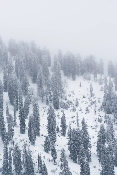 Una Hermosa Vista Bosque Invierno Cubierto Nieve Niebla Mañana —  Fotos de Stock