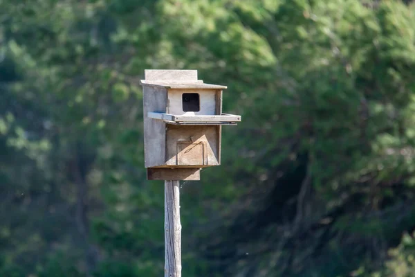 自然の背景に小さな木製の鳥の家の浅いフォーカスショット — ストック写真