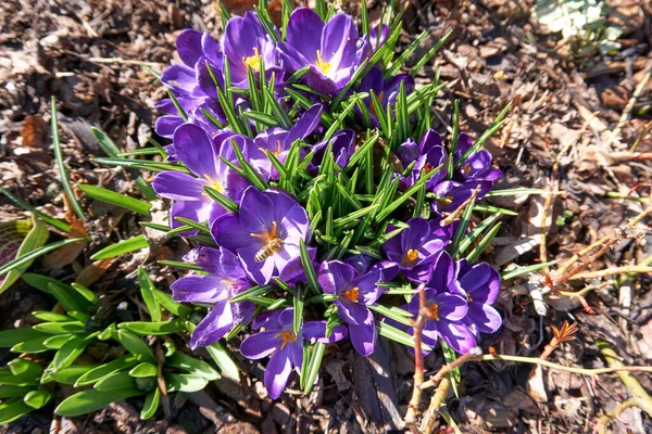 Une Vue Dessus Délicates Fleurs Crocus Violet Avec Une Abeille — Photo