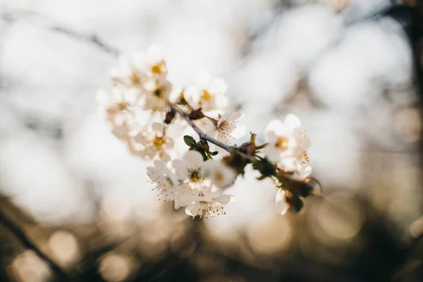 Foyer Sélectif Fleurs Cerisier Printemps — Photo