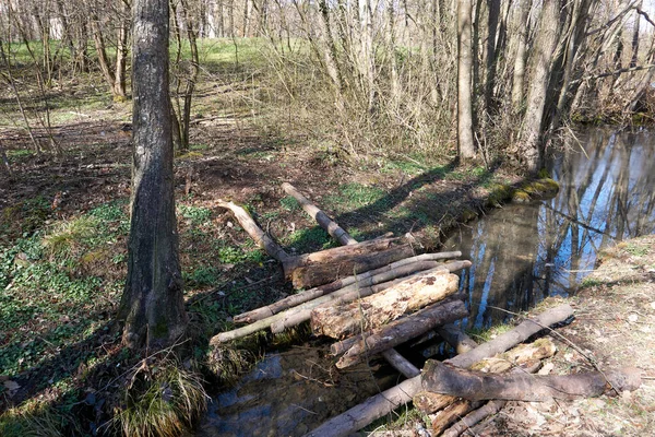 Úzká Řeka Suchými Kmeny Stromů Tekoucími Lesem Suchými Stromy — Stock fotografie