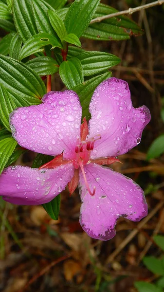 Vertical Shot Delicate Light Violet Tibouchina Lepidota Flower Water Droplets — Stock Photo, Image