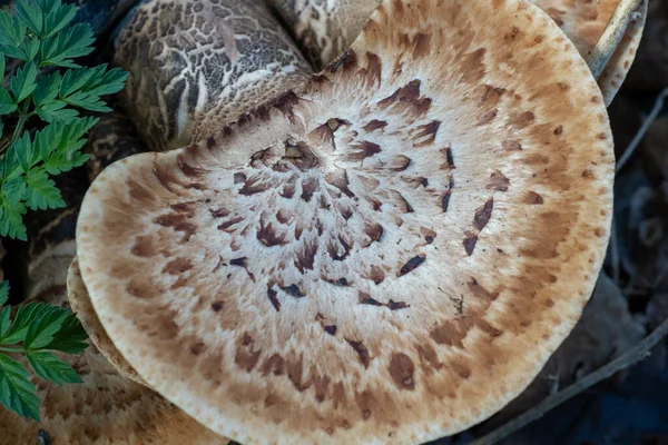 Uma Vista Superior Cogumelo Marrom Selvagem Uma Floresta Com Pequenas — Fotografia de Stock