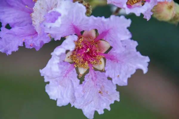 Ein Selektiver Schwerpunkt Der Königin Myrte Blüten Einem Botanischen Garten — Stockfoto