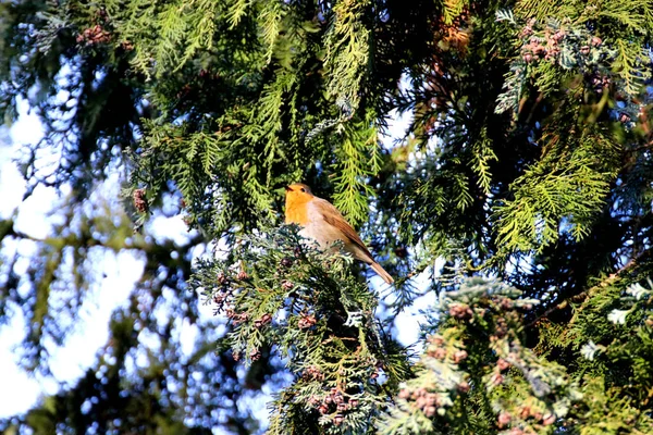 나뭇가지에 귀여운 울새의 아름다운 — 스톡 사진