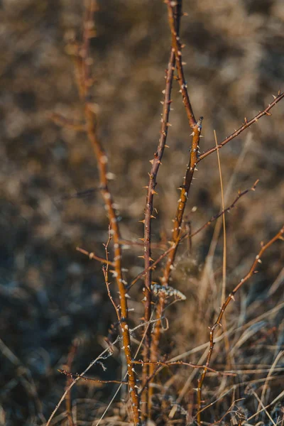 흐릿하지 들판에서 가시덤불의 선택적 — 스톡 사진