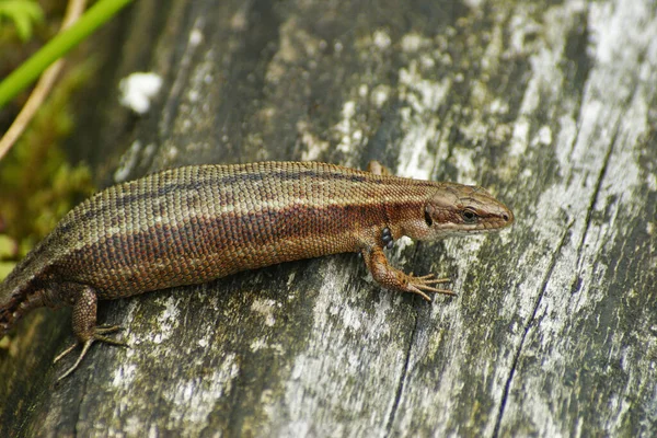 Closeup Heavy Gravid Female Viviparous Common Lizard Zootoca Vivipare Infected — 스톡 사진