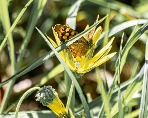 Μια Όμορφη Φωτογραφία Μιας Πεταλούδας Που Κάθεται Ένα Κίτρινο Λουλούδι — Φωτογραφία Αρχείου