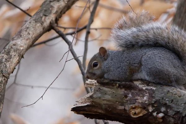 Closeup Squirrel Forest Autumn — Stock Photo, Image