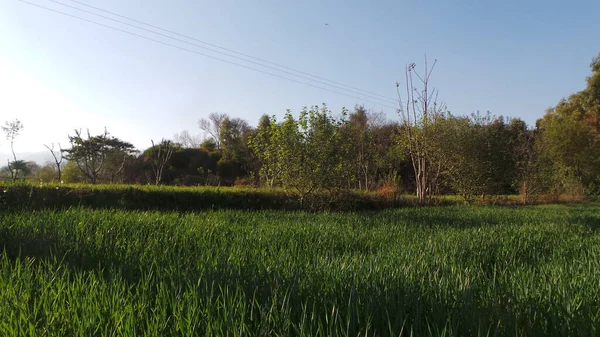 Een Prachtig Uitzicht Vers Groen Gras Bomen Tuin — Stockfoto