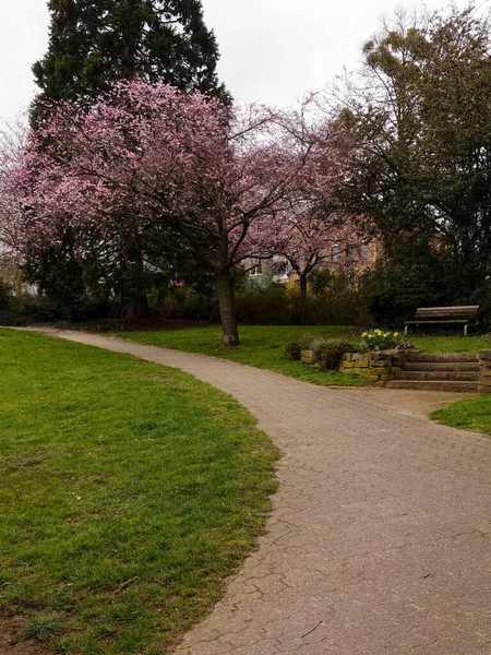 Beautiful View Park Bench Trees Covered Fresh Blossoms — Stock Photo, Image