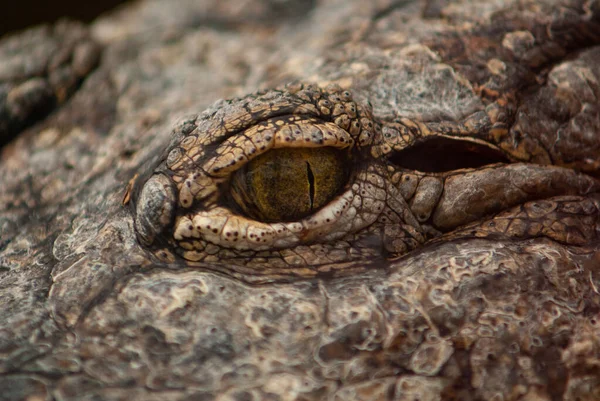 Een Closeup Van Een Krokodil Oog — Stockfoto