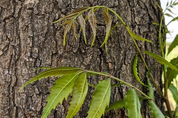 Önünde Yeşil Bir Bitki Olan Kalın Bir Ağaç Gövdesi — Stok fotoğraf