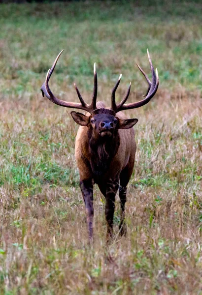 Field Elk Outdoors Daylight — Stock Photo, Image