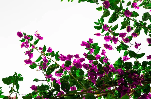 Närbild Bild Bild Violett Clipart Bougainvillea Blommor Vit Himmel Bakgrund — Stockfoto