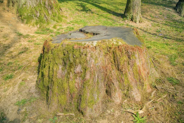 緑の苔で切り立った木の切り株 — ストック写真