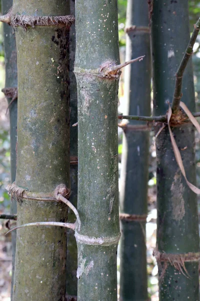 収穫と販売のための会社に生の竹の株式の垂直ショット 農業と産業 — ストック写真