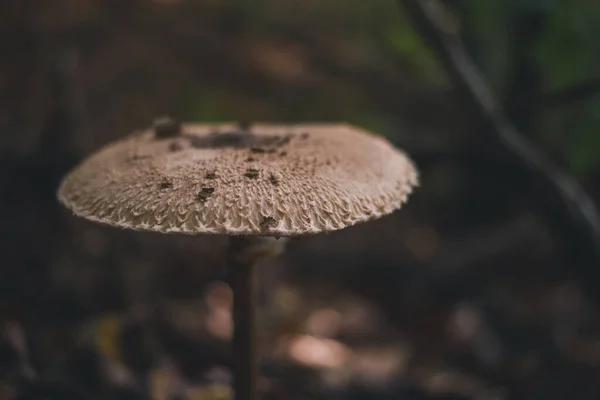 Vild Svamp Skog — Stockfoto