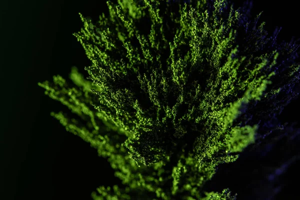 Крупним Планом Знімок Зеленої Рослини Темному Тлі — стокове фото
