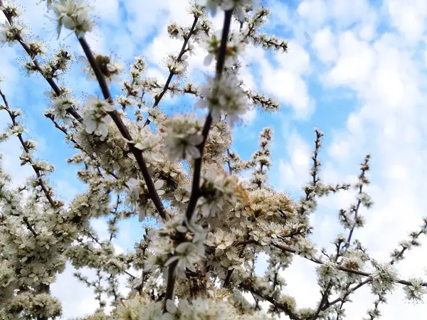 Gros Plan Fleurs Cerisier Contre Ciel — Photo