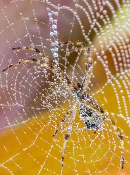 クモの巣の垂直閉鎖ショット — ストック写真
