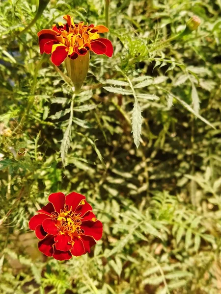 Plano Vertical Hermosas Flores Caléndula Color Rojo Anaranjado Floreciendo Jardín —  Fotos de Stock