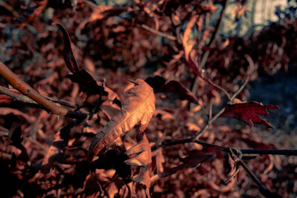 Foyer Sélectif Feuille Brune Séchée Sur Branche Arbre Dans Parc — Photo