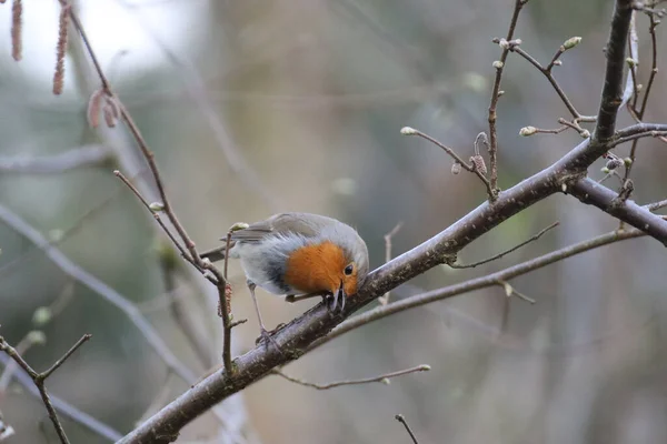 Close Pássaro Robin Bonito Empoleirado Galho Árvore — Fotografia de Stock
