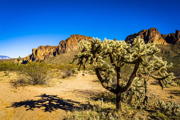 图为亚利桑那州沙漠地区的仙人掌在摇曳或跳跃 — 图库照片