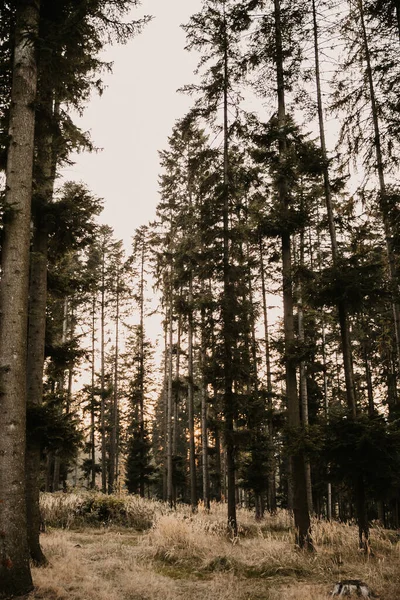 Plano Vertical Sendero Bosque Cubierto Hierba Seca Árboles Por Noche — Foto de Stock