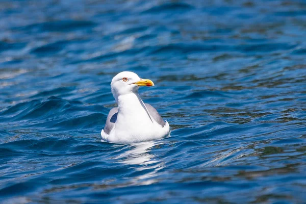 Close Uma Gaivota Nas Águas Azuis Mar — Fotografia de Stock