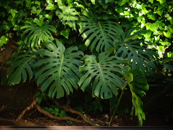 Egy Közeli Kép Monstera Pertusum Növény Leveleiről — Stock Fotó