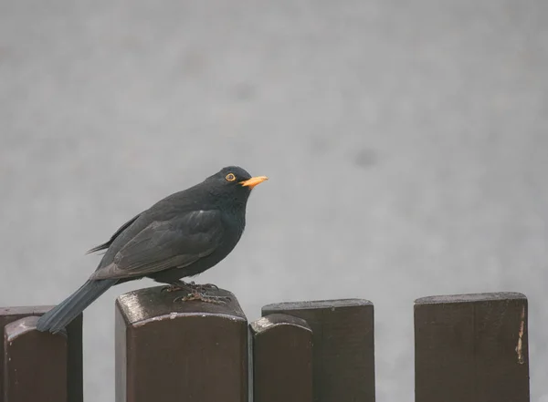 Tiro Pájaro Negro Con Pico Amarillo Una Valla —  Fotos de Stock