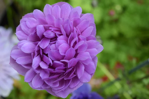 背景がぼやけている庭に咲く紫色のダリアのピナータの閉鎖 — ストック写真