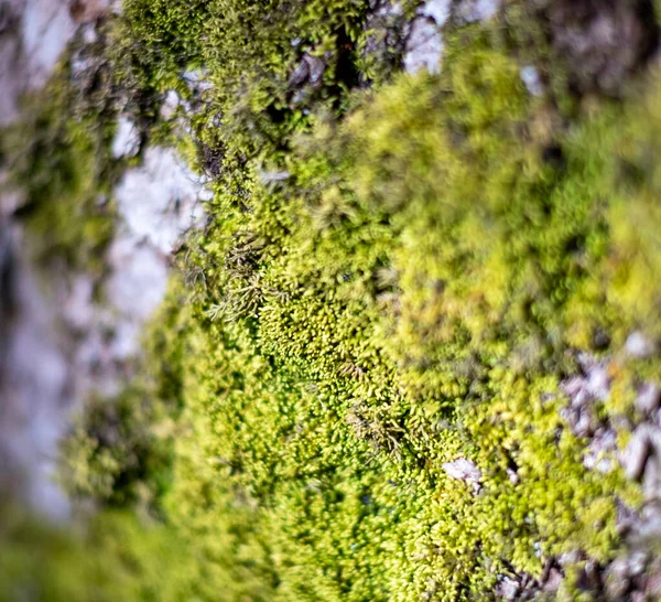 Een Close Van Een Boomstam Met Mos Erop — Stockfoto